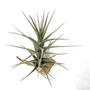 (i) `WA  (No.20940) (GA[vc eBWA ϗtA  Ǌ| CeA ~j ^ ݂艺  murorum)