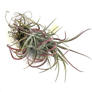 (i) `WA z(vCm[T × XJ|[T) (No.21349) (GA[vc eBWA ϗtA  Ǌ| CeA ~j ^ ݂艺  hybrid pruinosa × scaposa)