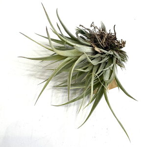 (i) `WA eJ[i (No.21494) (GA[vc eBWA ϗtA  Ǌ| CeA ~j ^ ݂艺  tehuacana)