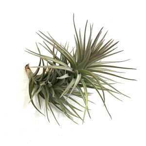 (i) `WA FjR[T z (No.21885) (GA[vc eBWA ϗtA  Ǌ| CeA ~j ^ ݂艺  xjR[T vernicosa hybrid)