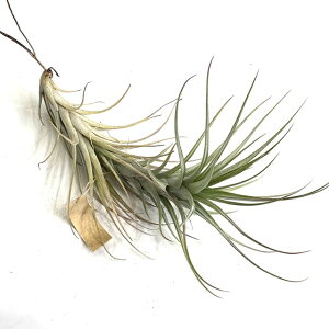 (i) `WA 'tFU[EFA[' (No.22185) (GA[vc eBWA ϗtA  Ǌ| CeA ~j ^ ݂艺  z Ar_ × tLAi hybrid 'Feather Ware' a