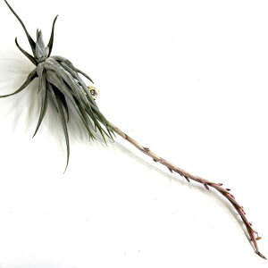 (i) `WA EFx (No.21434) (GA[vc eBWA ϗtA  Ǌ| CeA ~j ^ ݂艺  weberi)