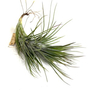 (i) `WA 'CuC[' (No.22199) (GA[vc eBWA ϗtA  Ǌ| CeA ~j ^ ݂艺  hybrid z Live wire tLAi PQAi funckiana