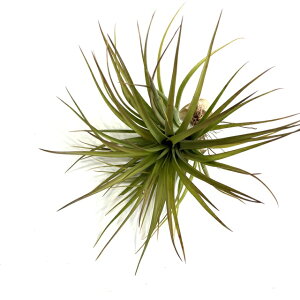 (i) `WA uLJEX 'ZNg' (No.21768) (GA[vc eBWA ϗtA  Ǌ| CeA ~j ^ ݂艺  brachycaulos 'Select' ZN^ selecta)