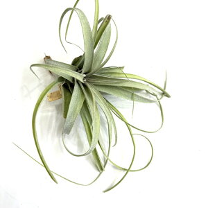 (i) `WA 'o[hbNIXeCh' (No.22130) (GA[vc eBWA ϗtA  Ǌ| CeA ~j ^ ݂艺  GOA| × [IXJp 'Bird Rock o