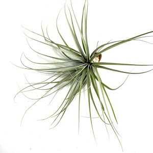 (i) `WA xbLA[i 'WCAg' (No.21581) (GA[vc eBWA ϗtA  Ǌ| CeA ~j ^ ^ ݂艺  velickiana 'Giant')