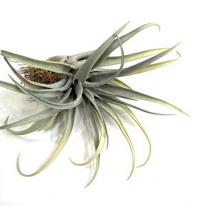 (i) `WA Js^[^ '[u' (No.22258) (GA[vc eBWA ϗtA  Ǌ| CeA ~j ^ ݂艺  capitata 'Mauve')