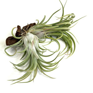 (i) `WA z(ZAi × xeBi) (No.21352) (GA[vc eBWA ϗtA  Ǌ| CeA ~j ^ ݂艺  hybrid seleriana × velutina)