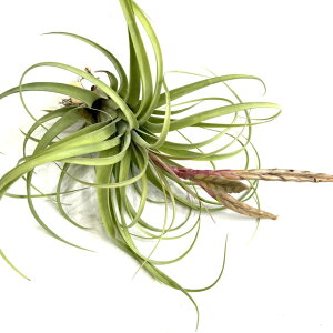 (i) `WA z (ALX^LX × XgvgtB) (No.21909) (GA[vc eBWA ϗtA  Ǌ| CeA ~j ^ ݂艺  hybrid achyrostachys × strept