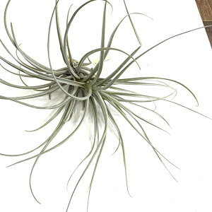 (i) `WA JEQ '}Ci[' (No.22017) (GA[vc eBWA ϗtA  Ǌ| CeA ~j ^ ݂艺  cauligera 'Minor')