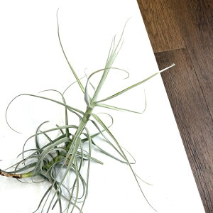 (i) `WA NgzXeB[ (No.22235) (GA[vc eBWA ϗtA  Ǌ| CeA ~j ^ ݂艺  kurt horstii)