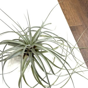 (i) `WA g}Z[ (No.21969) (GA[vc eBWA ϗtA  Ǌ| CeA ~j ^ ݂艺  tomasellii)