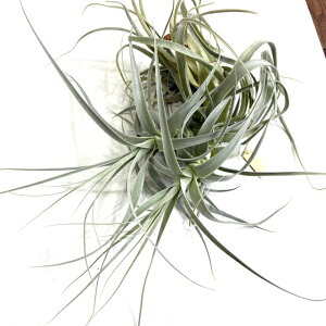 (i) `WA Xg~lA 'g[zCg' (No.21963) (GA[vc eBWA ϗtA  Ǌ| CeA ~j ^ ݂艺  straminea 'Tall White')