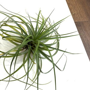 (i) `WA z(PQAi × V[) (No.22040) (GA[vc eBWA ϗtA  Ǌ| CeA ~j ^ ^ ݂艺  hybrid kegeliana × rothii)