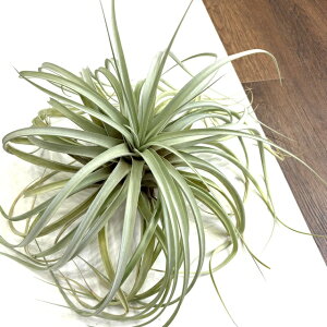 (i) `WA uLJEX z (No.22135) (GA[vc eBWA ϗtA  Ǌ| CeA ~j ^ ^ ݂艺  brachycaulos hybrid)