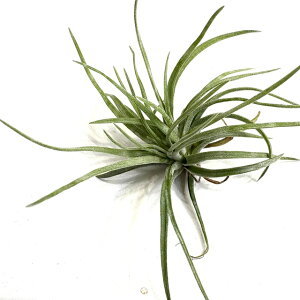 (i) `WA Jvgf[T ςt (No.22175) (GA[vc eBWA ϗtA  Ǌ| CeA ~j ^ ݂艺  JvghD[T caput-medusae)