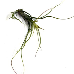 (i) `WA 'NB[Yf[T' (No.22058) (GA[vc eBWA ϗtA  Ǌ| CeA ~j ^ ݂艺  z hybrid 'Queen's Medusa' u{[T × pE