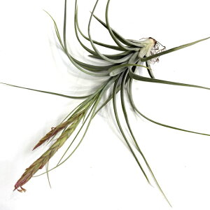 (i) `WA 'CvbVp[tFNV' (No.21758) (GA[vc eBWA ϗtA  Ǌ| CeA ~j ^ ^ ݂艺  hybrid z Ar_ × 