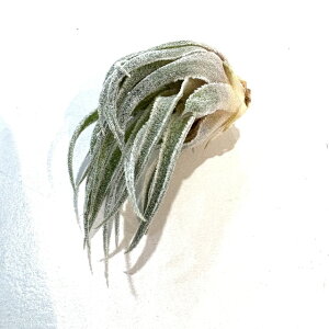 (i) `WA XvQAi (No.21075) (GA[vc eBWA ϗtA  Ǌ| CeA ~j ^ ݂艺  sprengeliana)