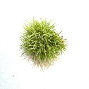 (i) `WA AGgX 'efBxA' (No.21353) (GA[vc eBWA ϗtA  Ǌ| CeA ~j ^ ݂艺  aeranthos 'Teddy Bear')