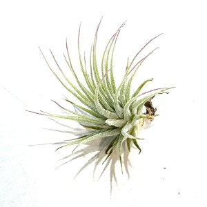 (i) `WA CIi^ '~j}EX' (No.22201) (GA[vc eBWA ϗtA  Ǌ| CeA ~j ^ ݂艺  ionantha 'Mini Mouse')