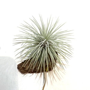 (i) `WA tbNV[ SP (No.22173) (GA[vc eBWA ϗtA  Ǌ| CeA ~j ^ ݂艺  fuchsii sp ז܂ AQeBA? argentea?)