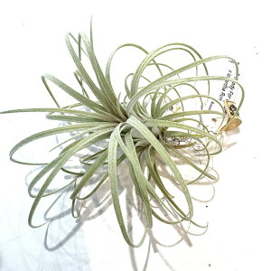 (i) `WA (fBtH[tgIt × CIi^ ) (No.22315) (GA[vc eBWA ϗtA  Ǌ| CeA ~j ^ ^ ݂艺  orVAi G