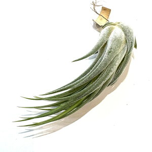 (i) `WA 'qhD`[' (No.22180) (GA[vc eBWA ϗtA  Ǌ| CeA ~j ^ ^ ݂艺  CIi^ × J[\jAG 'Hidden Charm' hy