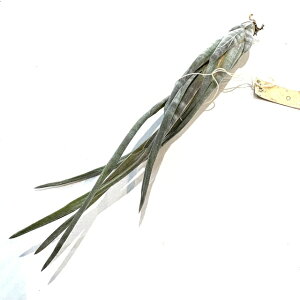 (i) `WA XutF (No.22238) (GA[vc eBWA ϗtA  Ǌ| CeA ~j ^ ݂艺  subulifera)