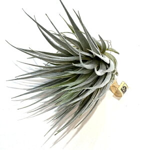 (i) `WA [Ct[ (No.22102) (GA[vc eBWA ϗtA  Ǌ| CeA ~j ^ ݂艺  roseiflora)