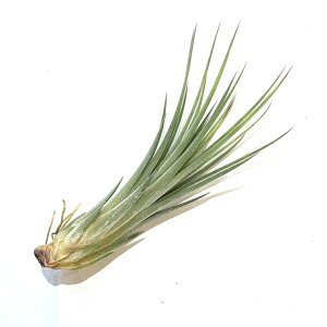 (i) `WA 'ZeBbNCg' (No.22331) (GA[vc eBWA ϗtA  Ǌ| CeA ~j ^ ^ ݂艺  z hybrid Celtic light eBLg[` x C