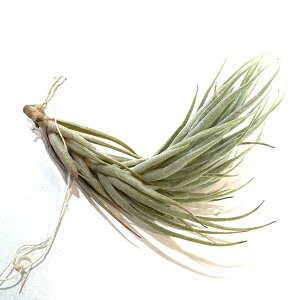 (i) `WA LVlL[ (No.22072) (GA[vc eBWA ϗtA  Ǌ| CeA ~j ^ ݂艺  kirschnekii)