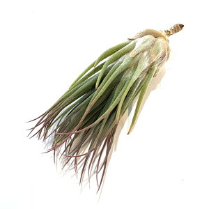 (i) `WA 'WYN[' (No.22015) (GA[vc eBWA ϗtA  Ǌ| CeA ~j ^ ݂艺  CIi^ × ZAi hybrid ionantha × seleriana)