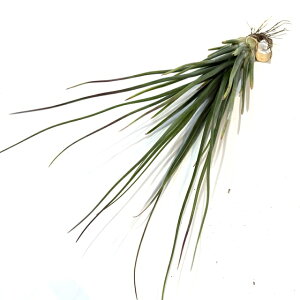 (i) `WA 'u[' (No.22008) (GA[vc eBWA ϗtA  Ǌ| CeA ~j ^ ^ ݂艺  u{[T × hQWAi 'Brazen' hybrid bulbosa × ro