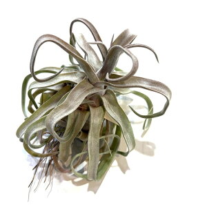 (i) `WA 'bhr' (No.21976) (GA[vc eBWA ϗtA  Ǌ| CeA ~j ^ ݂艺  XgvgtB 'Red Robin' streptophylla)