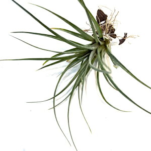 (i) `WA z(q_G × XgvgtB x[Y) (No.21830) (GA[vc eBWA ϗtA  Ǌ| CeA ~j ^ ^ ݂艺   seedling hybr