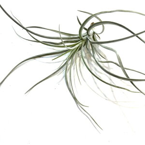 (i) `WA GNZ^ (No.21708) (GA[vc eBWA ϗtA  Ǌ| CeA ~j ^ ^ ݂艺  exserta)