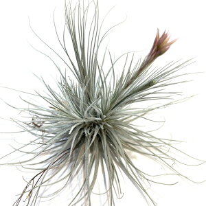 (i) `WA z(eNg × v[T) (No.21966) (GA[vc eBWA ϗtA  Ǌ| CeA ~j ^ ݂艺  hybrid tectorum × plumosa)