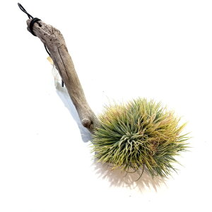 (i) `WA CIi^ Xg[T (No.22169) (GA[vc eBWA ϗtA  Ǌ| CeA ~j ^ ݂艺  ionantha monstrose)