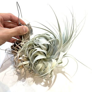 (i) `WA `yEGVX `tH~X (No.22107) (GA[vc eBWA ϗtA  Ǌ| CeA ~j ^ ݂艺  chapeuensis var. tuirriformis)