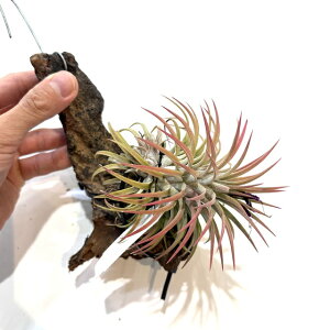 (i) `WA CIi^ 'wbWzbO' (No.22094) (GA[vc eBWA ϗtA  Ǌ| CeA ~j ^ ݂艺  ionantha 'Hedgehog')