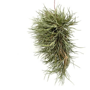 (i) `WA AxeBAi (No.22362) (GA[vc eBWA ϗtA  Ǌ| CeA ~j ^ ݂艺  albertiana)