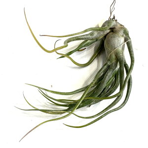 (i) `WA '`[YC[' (No.21419) (GA[vc eBWA ϗtA  Ǌ| CeA ~j ^ ݂艺  z ZAi × u{[T hybrid seleriana 