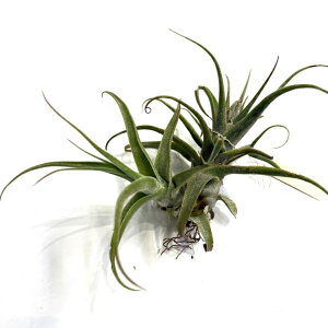 (i) `WA fBOGbeB (No.22236) (GA[vc eBWA ϗtA  Ǌ| CeA ~j ^ ݂艺  diguetii)