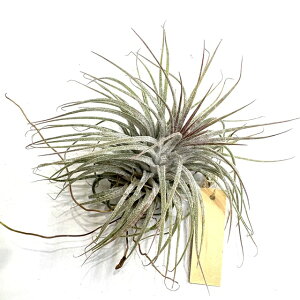 (i) `WA CIi^ '[ui' (No.21980) (GA[vc eBWA ϗtA  Ǌ| CeA ~j ^ ݂艺  ionantha 'Zebrina')