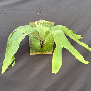 (i) rJNV_ 'z[YTvCY' (TC) (No.40460) (RE ϗtA  CeA ݂艺 Ǌ| ~j ^ ^ }_KXJGZ × AVRl AtJ 'Horne's Surpris