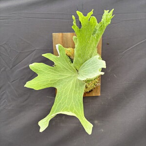 (i) rJNV_ `[ (TC) (No.41177) (RE ϗtA  CeA ݂艺 Ǌ| ~j ^ ^  Platycerium wallichii Nc)