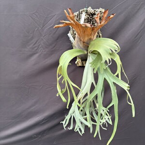 (i) rJNV_ EBL[ 'CG[[' (select spore) (No.41127) (RE ϗtA  CeA ݂艺 Ǌ| ~j ^ ^  Platycerium willinckii 'Yellow moon')