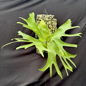 (i) rJNV_ '[X' t TCc (No.41034) (rJNV_ veBZE ϗtA  CeA ݂艺 Ǌ| ~j ^ ^  q[ × AVRl Platycerium 'Moose' hillii 