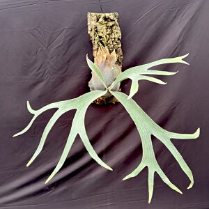 (i) rJNV_ 'zCgz[N' (No.41150) (RE ϗtA  CeA ݂艺 Ǌ| ~j ^ ^  Platycerium White Hawk)